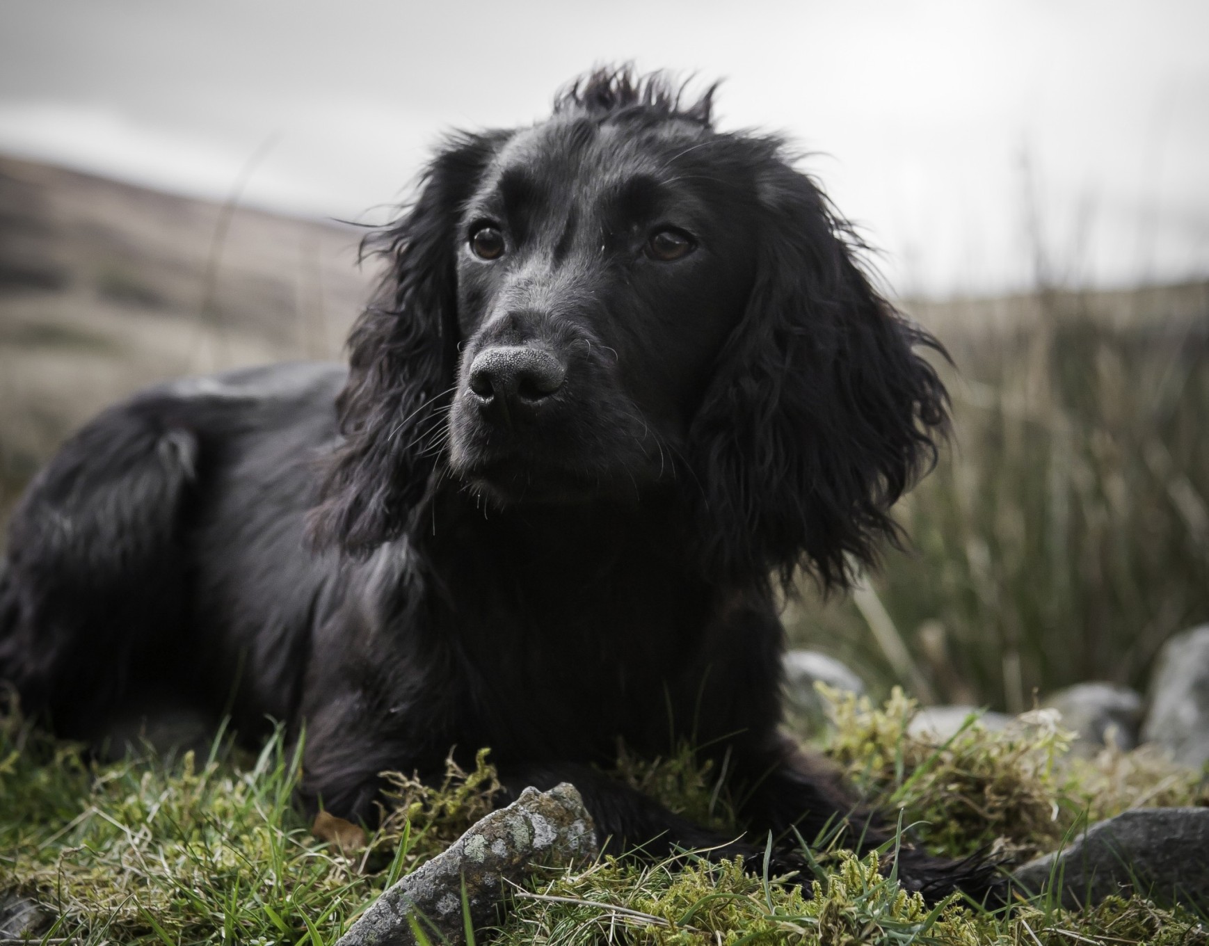 Working Dogs Placemats The Country Catalogue