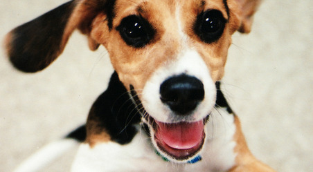 Dog Food, De-Evolution and theDe-Divining of Man Dog Food, De-Evolution and theDe-Divining of Man