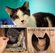 Feline Care