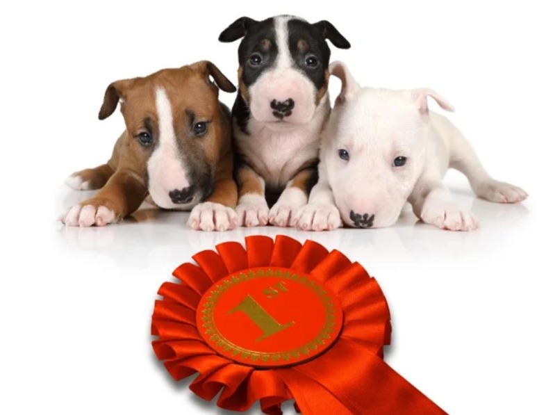 Beds for Bullies wins 1,000 litres of heating oil