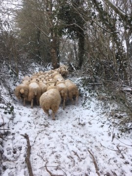 sheep in snow 18 correct way round