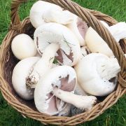 basket of field mushrooms gathered in Jos hood