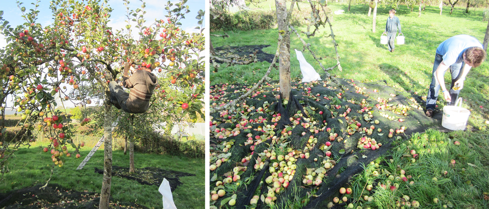 Higher-Hacknell-apple-harvest