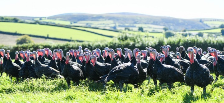 Organic free range bronze turkeys