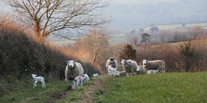 ewes-and-lambs-in-the-field