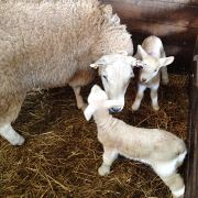 ewe-and-lambs