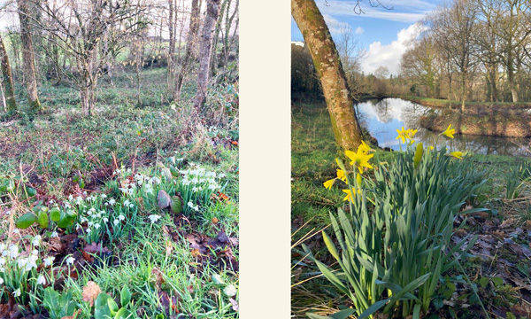 spring-snowdrops-and-daffodils