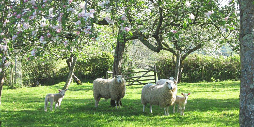 sheep-in-orchard