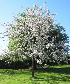 spring-blossom