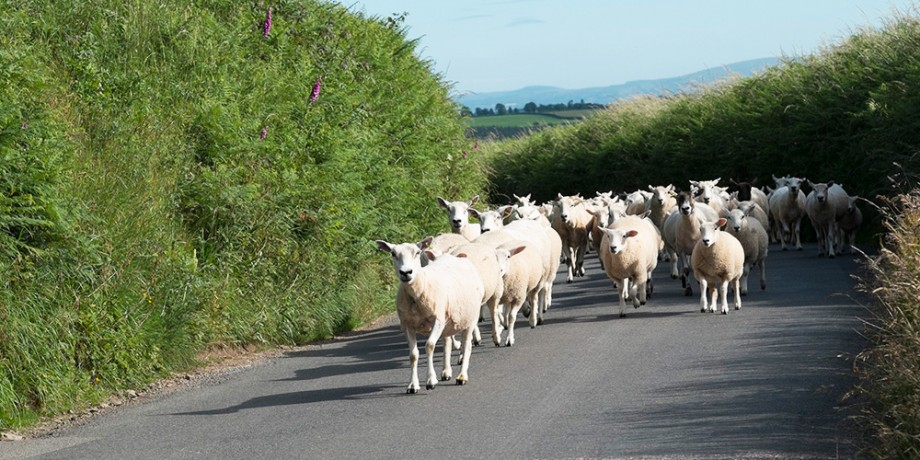sheep-on-the-way-back