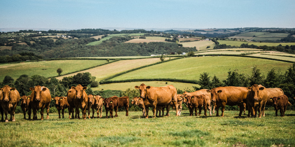 South-Devon-cattle-in-pasture