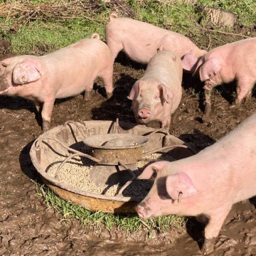 Weaners-in-the-mud
