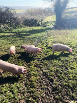 Piggies-in-the-field