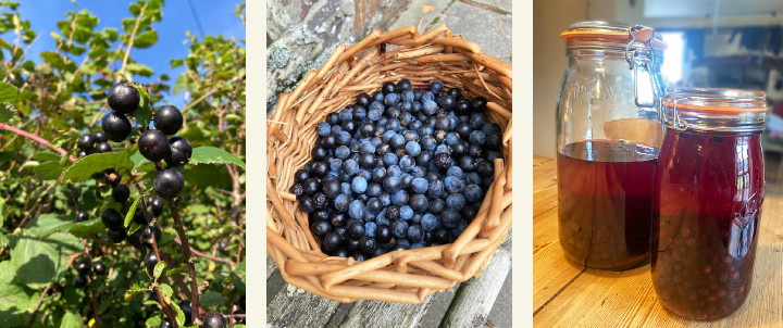 organic sloes and gin