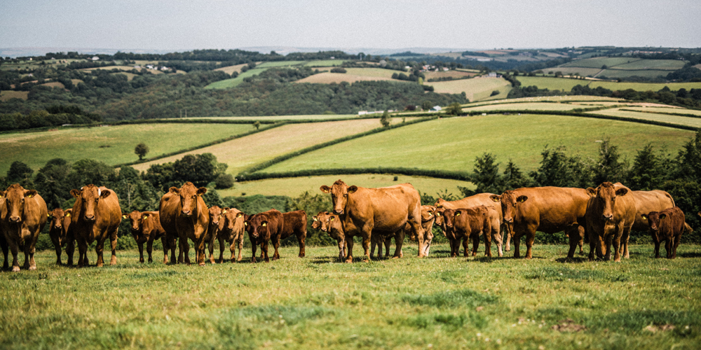 South Devon herd