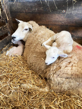 Ewe with 2 lambs