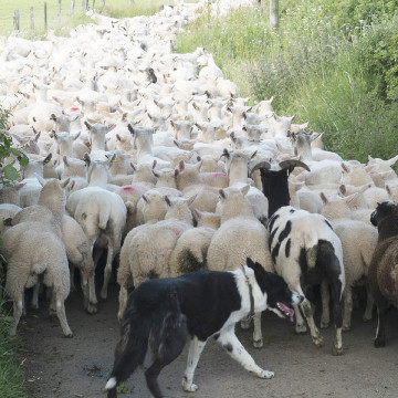 ewes and lambs after shearing