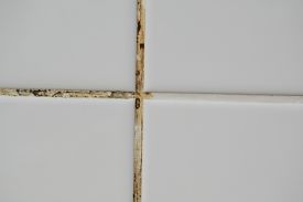 mouldmildew-on-grout