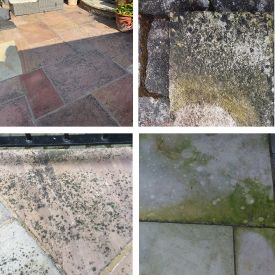 1_black-spot-algae-examples-1