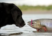 dog-and-fish