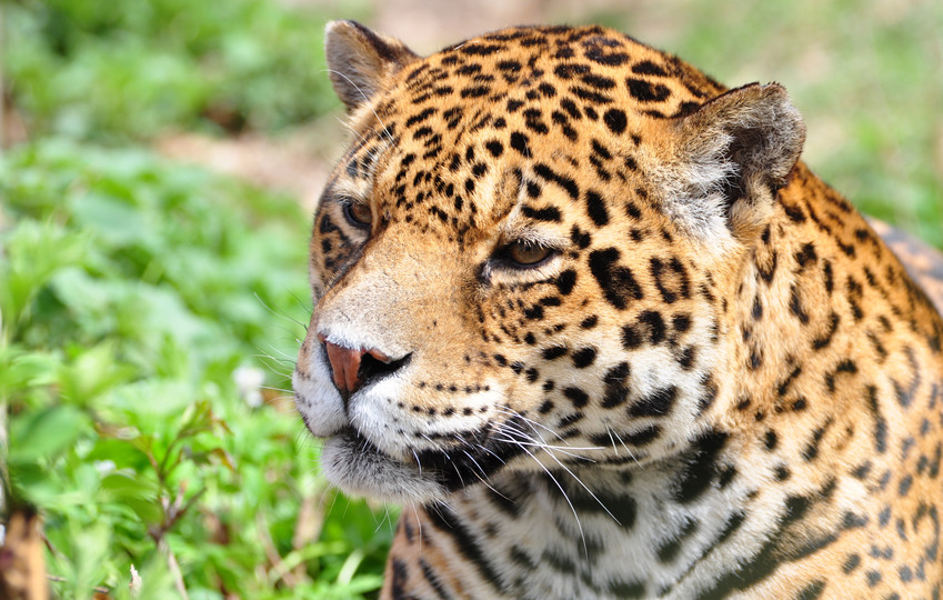 Meet the jaguars in the big cat territory - Paradise Wildlife Park