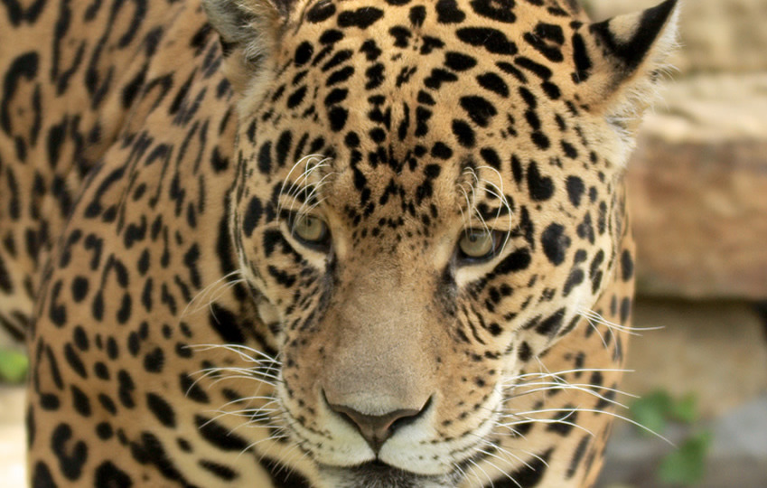 Meet the jaguars in the big cat territory - Paradise Wildlife Park