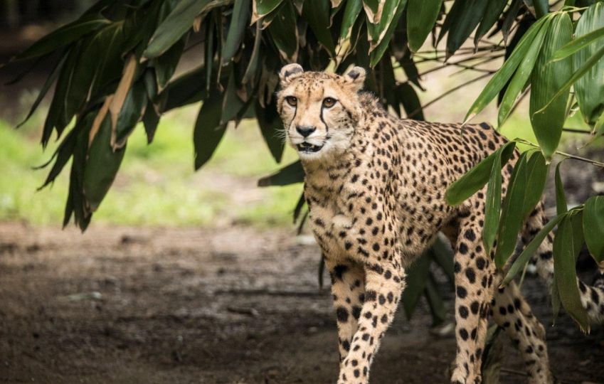 Adopt your favourite animal at Hertfordshire Zoo Paradise Wildlife Park