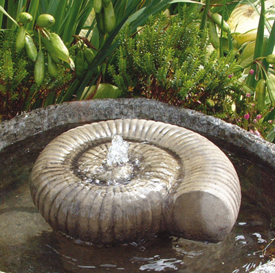 Large Ammonite