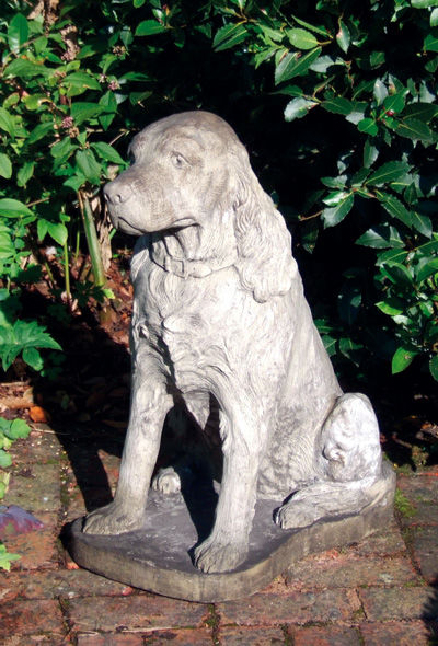 Spaniel Dog
