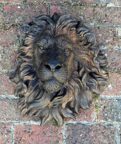 Umber Lions Head