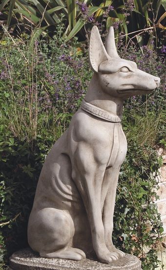 Large Pharaoh Dog