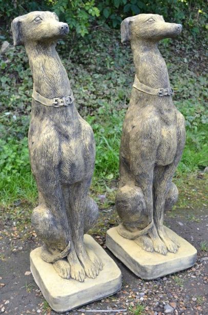 Whippet Dogs