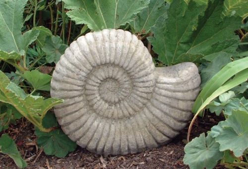 Grand Ammonite