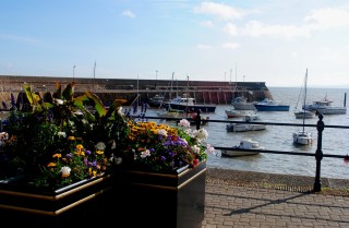 Minehead harbour flowers