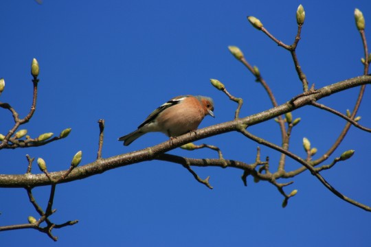 chaffinch