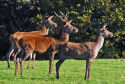 red deer