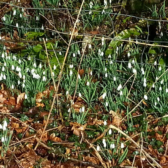 Snowdrop Valley Saturday 27th January until Sunday 25th February  2024